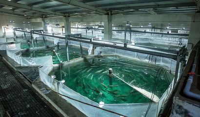 喜報！國信集團兩家水產品公司入選青島首批新經濟潛力企業